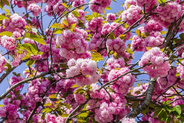 Körsbärsblommor — Stockfoto