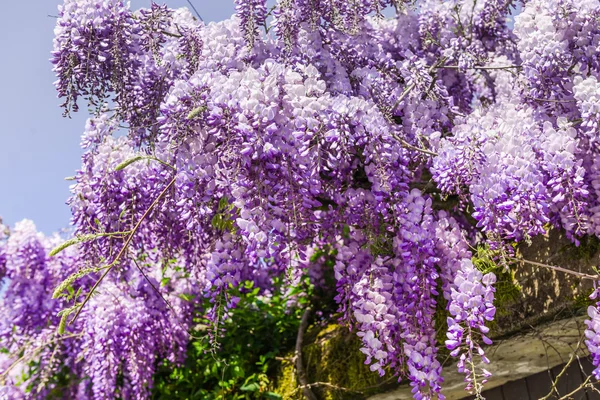 Whisteria florece — Foto de Stock