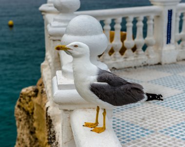 Martı. Benidorom, İspanya.