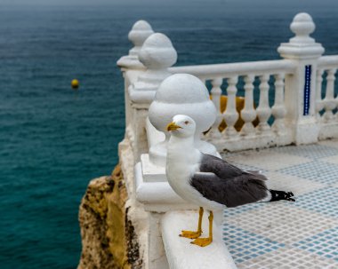 Martı. Benidorom, İspanya.