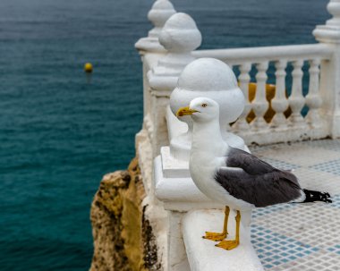 Martı. Benidorom, İspanya.