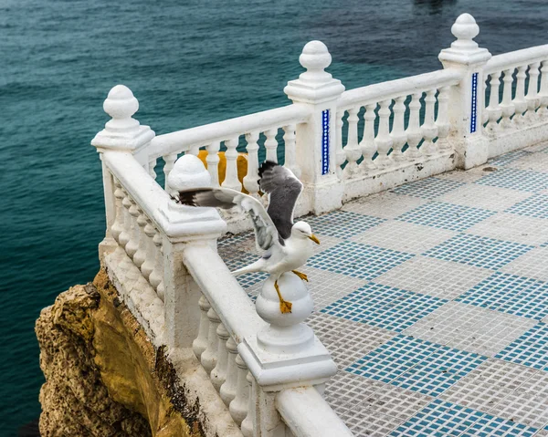 Gabbiano. Benidorom, Spagna . — Foto Stock