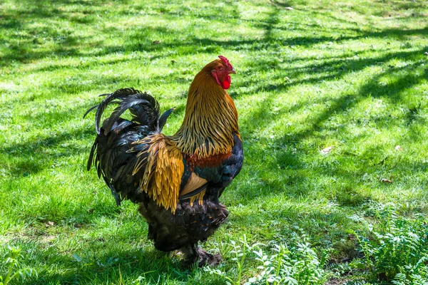 Kohout a kuře. — Stock fotografie