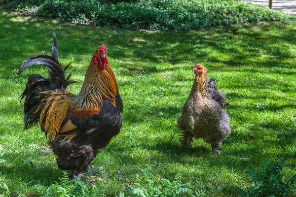 Cock and chicken. — Stock Photo, Image