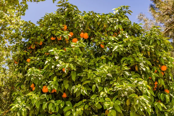 The fruit of the orange tree — Stock Photo, Image
