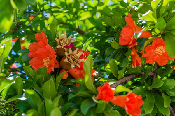 Flowers and Fruit on a pomegranate tree — Stock Photo, Image