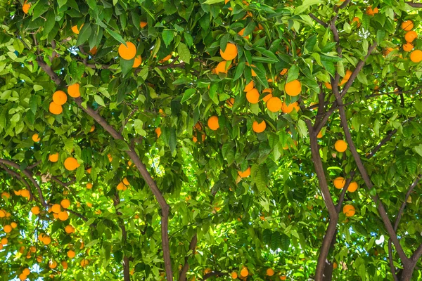 Portakal ağacı meyvesi — Stok fotoğraf