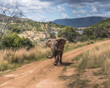 Fil. Pilanesberg ulusal park. Güney Afrika.