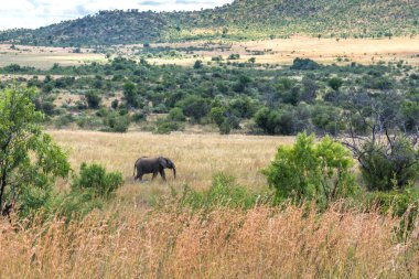 Fil. Pilanesberg ulusal park. Güney Afrika.