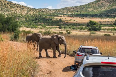 Fil. Pilanesberg ulusal park. Güney Afrika.