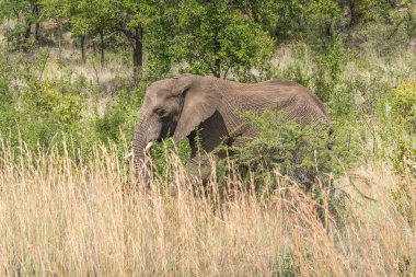 Fil. Pilanesberg ulusal park. Güney Afrika.