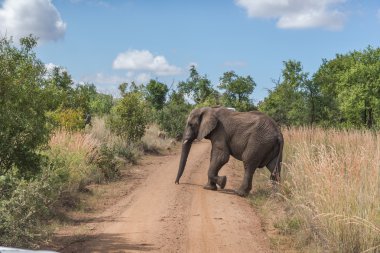 Fil. Pilanesberg ulusal park. Güney Afrika.