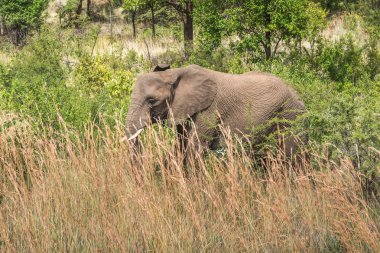 Fil. Pilanesberg ulusal park. Güney Afrika.