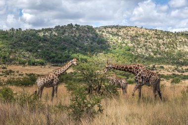 Zürafa, Pilanesberg Ulusal park. Güney Afrika.