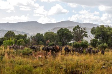 Animals in the rain, Pilanesberg national park. South Africa.