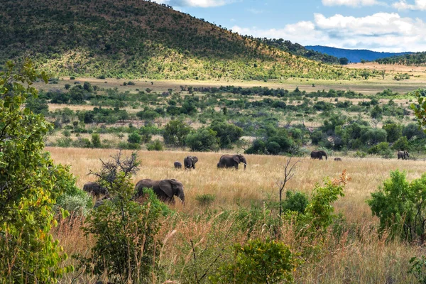 Fil. Pilanesberg ulusal park. Güney Afrika. — Stok fotoğraf