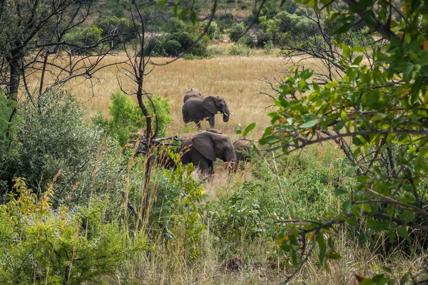 Ελέφαντας. Pilanesberg εθνικό πάρκο. Νότια Αφρική. — Φωτογραφία Αρχείου