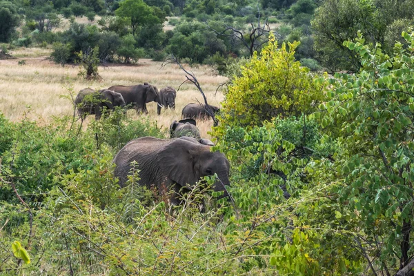 Słoń. Pilanesberg national park. Republika Południowej Afryki. — Zdjęcie stockowe