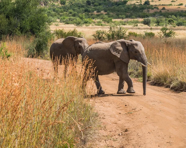 Słoń. Pilanesberg national park. Republika Południowej Afryki. — Zdjęcie stockowe