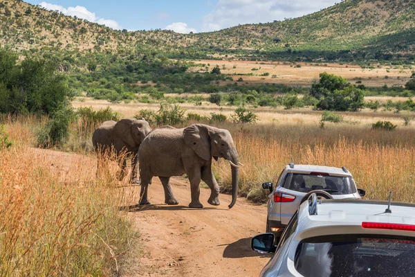 Fil. Pilanesberg ulusal park. Güney Afrika.