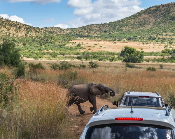 象。ピーランスバーグ国立公園。南アフリカ. — ストック写真