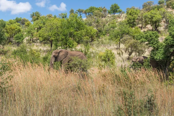 Слон. Национальный парк Пиланесберг. Южная Африка . — стоковое фото