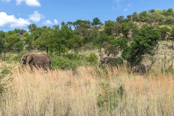 Słoń. Pilanesberg national park. Republika Południowej Afryki. — Zdjęcie stockowe