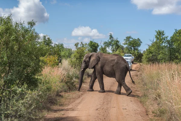 Elephant. Pilanesberg national park. South Africa. — Stock Photo, Image