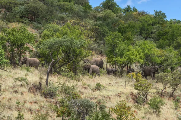 Elephant. Pilanesberg national park. South Africa. — Stock Photo, Image