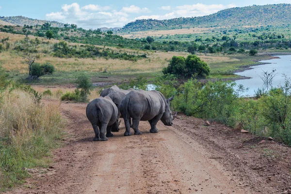 Rhinoceros, Pilanesberg national park. South Africa. — Stock Photo, Image