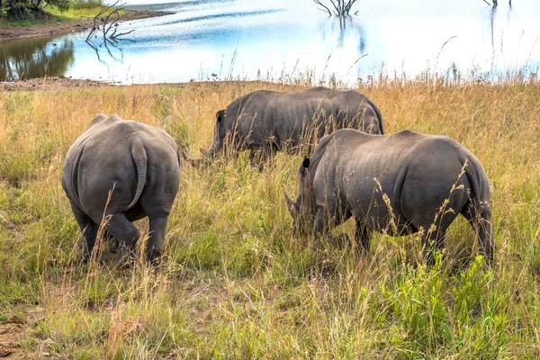 Rinoceronte, Parque Nacional Pilanesberg. Sudafrica . —  Fotos de Stock