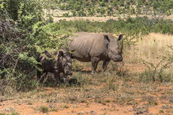 Rhinoceros, Pilanesberg national park. South Africa. — Stock Photo, Image