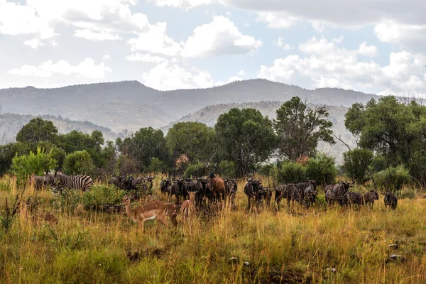 Animals in the rain, Pilanesberg national park. South Africa. — Stock Photo, Image