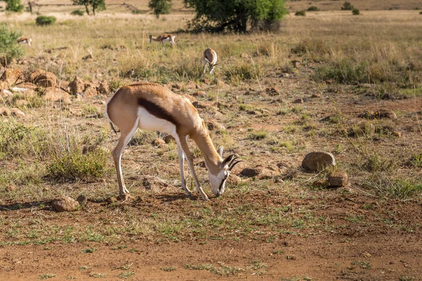 Antelope, parque nacional de Pilanesberg. África do Sul . — Fotografia de Stock