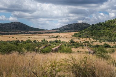 Zürafa, Pilanesberg Ulusal park. Güney Afrika.