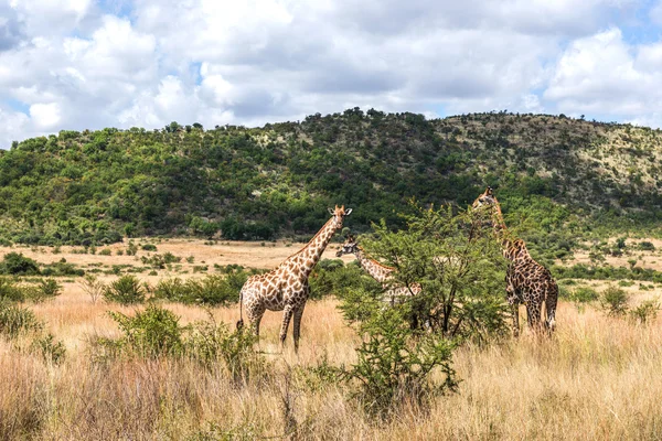 Giraffa, parco nazionale di Pilanesberg. Sudafrica . — Foto Stock