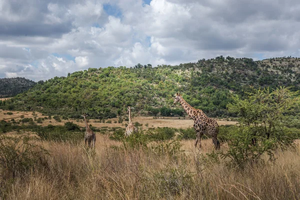Giraffe, Pilanesberg national park. South Africa. — Stock Photo, Image