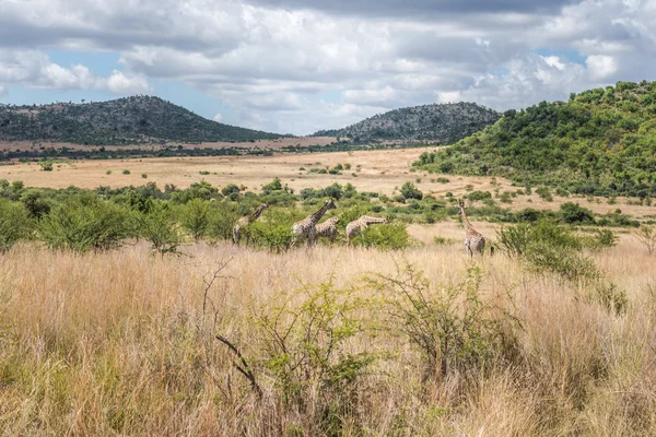 Jirafa, Parque Nacional Pilanesberg. Sudafrica . — Foto de Stock