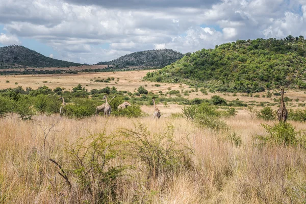 Zürafa, Pilanesberg Ulusal park. Güney Afrika. — Stok fotoğraf