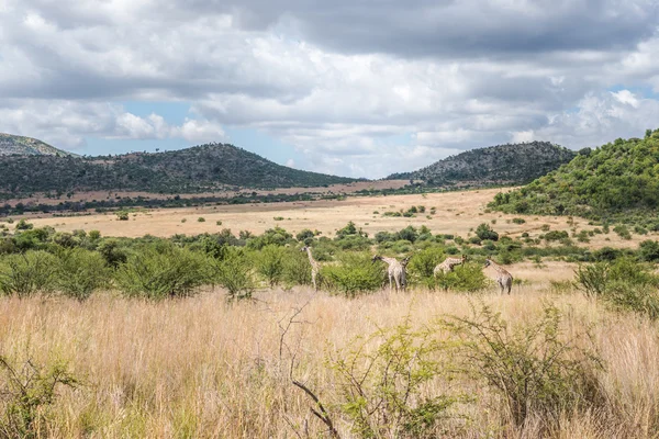 Żyrafa, Pilanesberg national park. Republika Południowej Afryki. — Zdjęcie stockowe