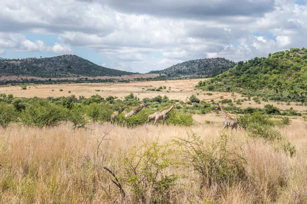 Jirafa, Parque Nacional Pilanesberg. Sudafrica . — Foto de Stock