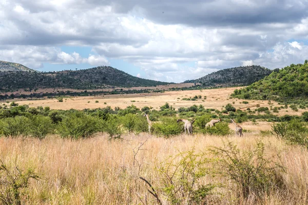 Żyrafa, Pilanesberg national park. Republika Południowej Afryki. — Zdjęcie stockowe