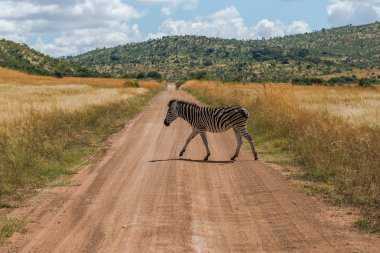 Zebra. Pilanesberg Ulusal park. Güney Afrika. 29 Mart 2015