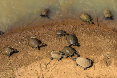 Turtles. South Africa, Pilanesberg national park.