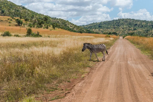 Cebra. Parque Nacional Pilanesberg. Sudáfrica. 29 de marzo de 2015 —  Fotos de Stock