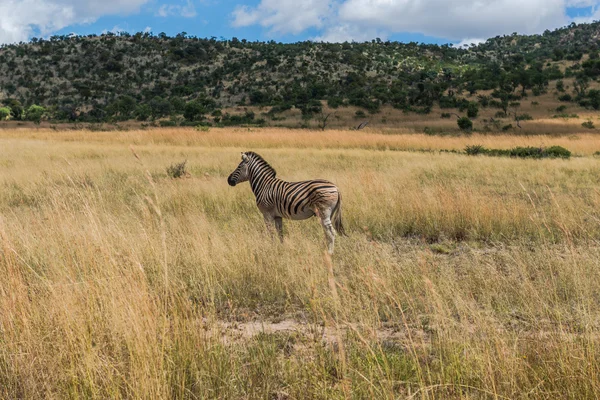 Zebra. Pilanesberg national park. South Africa. March 29, 2015 — Stock Photo, Image