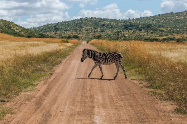 Ζέβρα. Εθνικό Πάρκο Pilanesberg. Νότια Αφρική. 29 Μαρτίου 2015 — Φωτογραφία Αρχείου