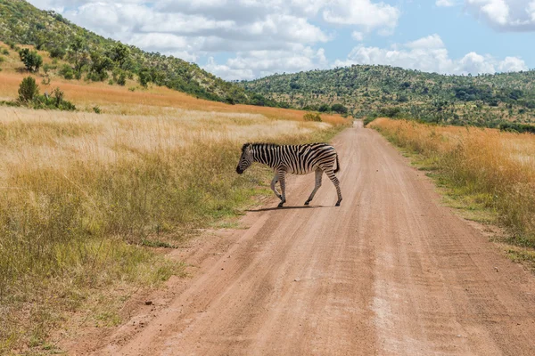 Cebra. Parque Nacional Pilanesberg. Sudáfrica. 29 de marzo de 2015 — Foto de Stock