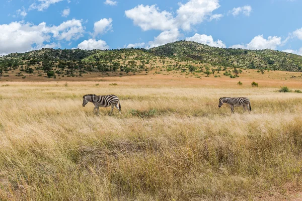 Zebra. Pilanesberg national park. South Africa. March 29, 2015 — Stock Photo, Image