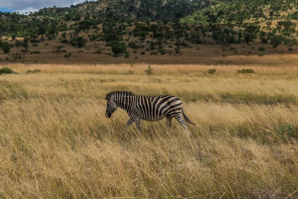 Cebra. Parque Nacional Pilanesberg. Sudáfrica. 29 de marzo de 2015 —  Fotos de Stock